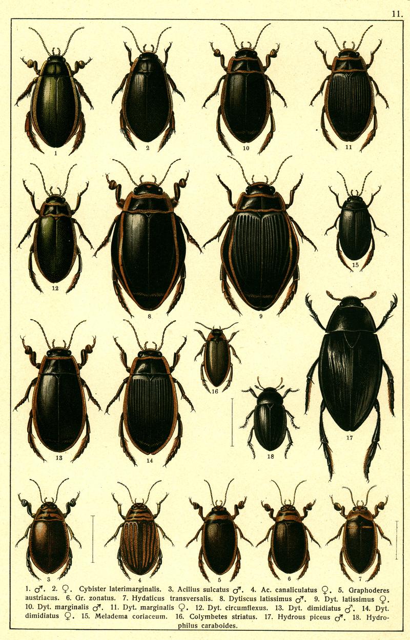 Georgiy Jacobson - Beetles Russia and Western Europe - plate 11