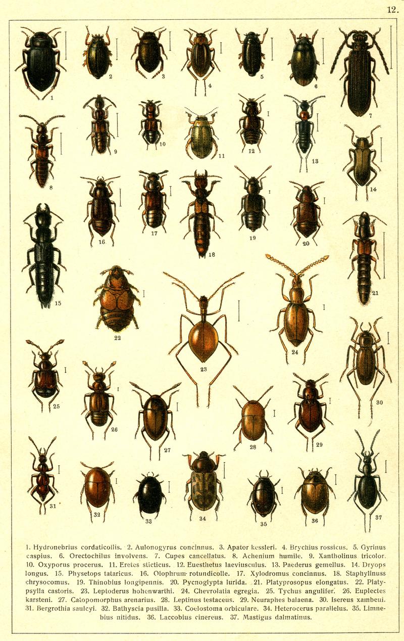 Georgiy Jacobson - Beetles Russia and Western Europe - plate 12