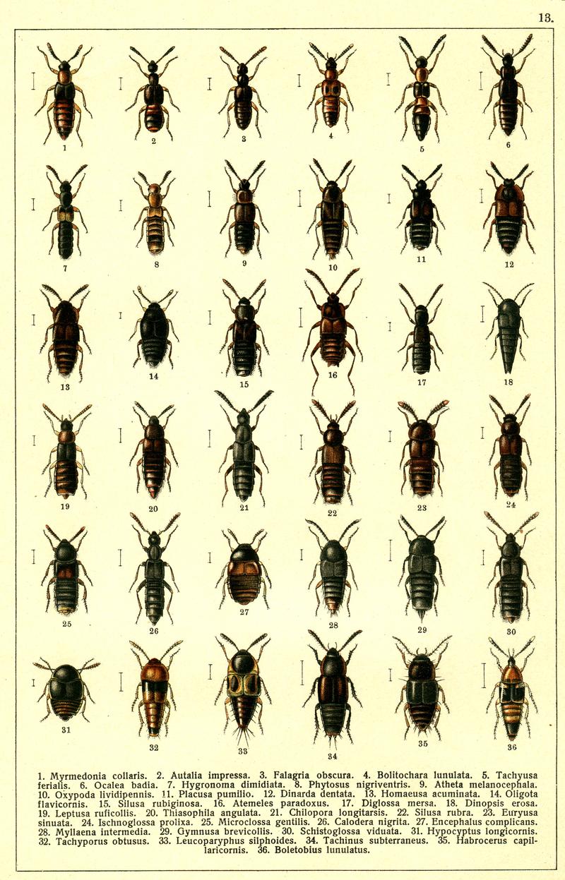 Georgiy Jacobson - Beetles Russia and Western Europe - plate 13