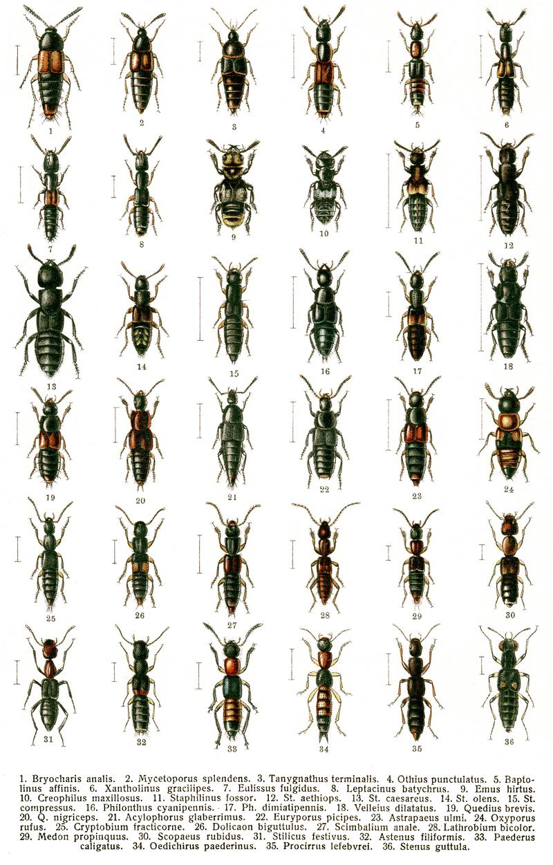 Georgiy Jacobson - Beetles Russia and Western Europe - plate 14