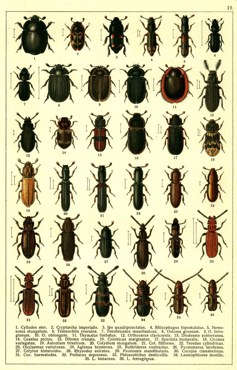Georgiy Jacobson - Beetles Russia and Western Europe - plate 19