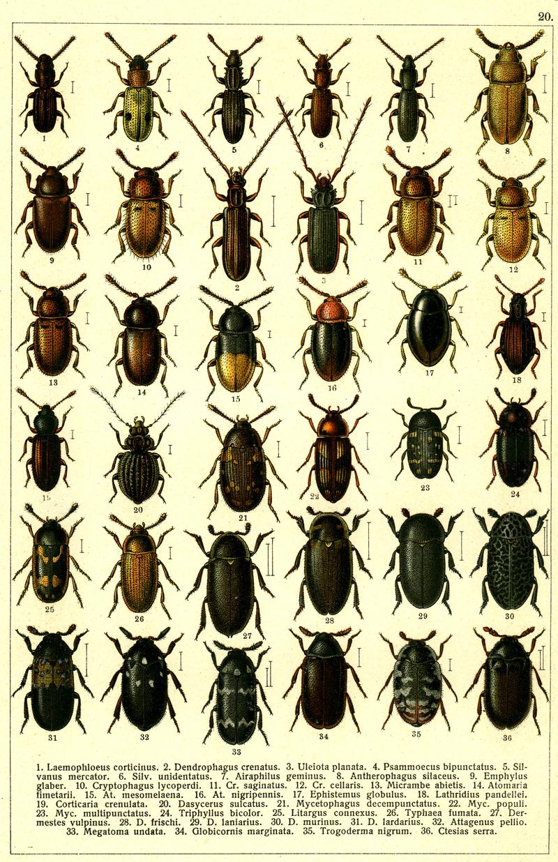 Georgiy Jacobson - Beetles Russia and Western Europe - plate 20