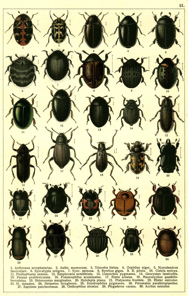 Georgiy Jacobson - Beetles Russia and Western Europe - plate 21