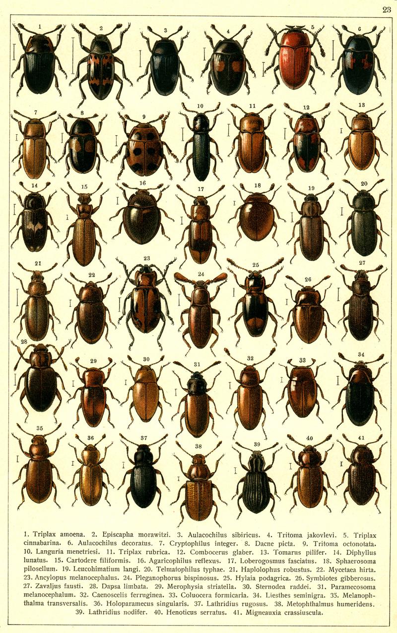 Georgiy Jacobson - Beetles Russia and Western Europe - plate 23