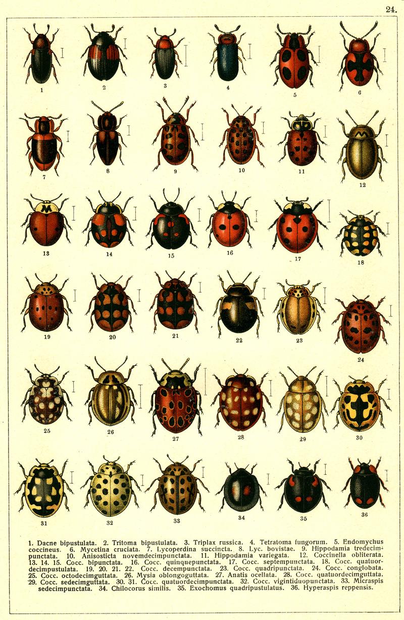 Georgiy Jacobson - Beetles Russia and Western Europe - plate 24