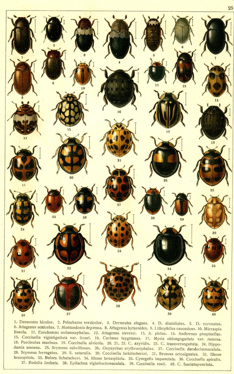 Georgiy Jacobson - Beetles Russia and Western Europe - plate 25