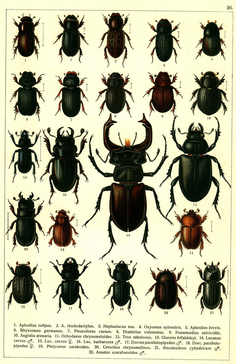 Georgiy Jacobson - Beetles Russia and Western Europe - plate 26