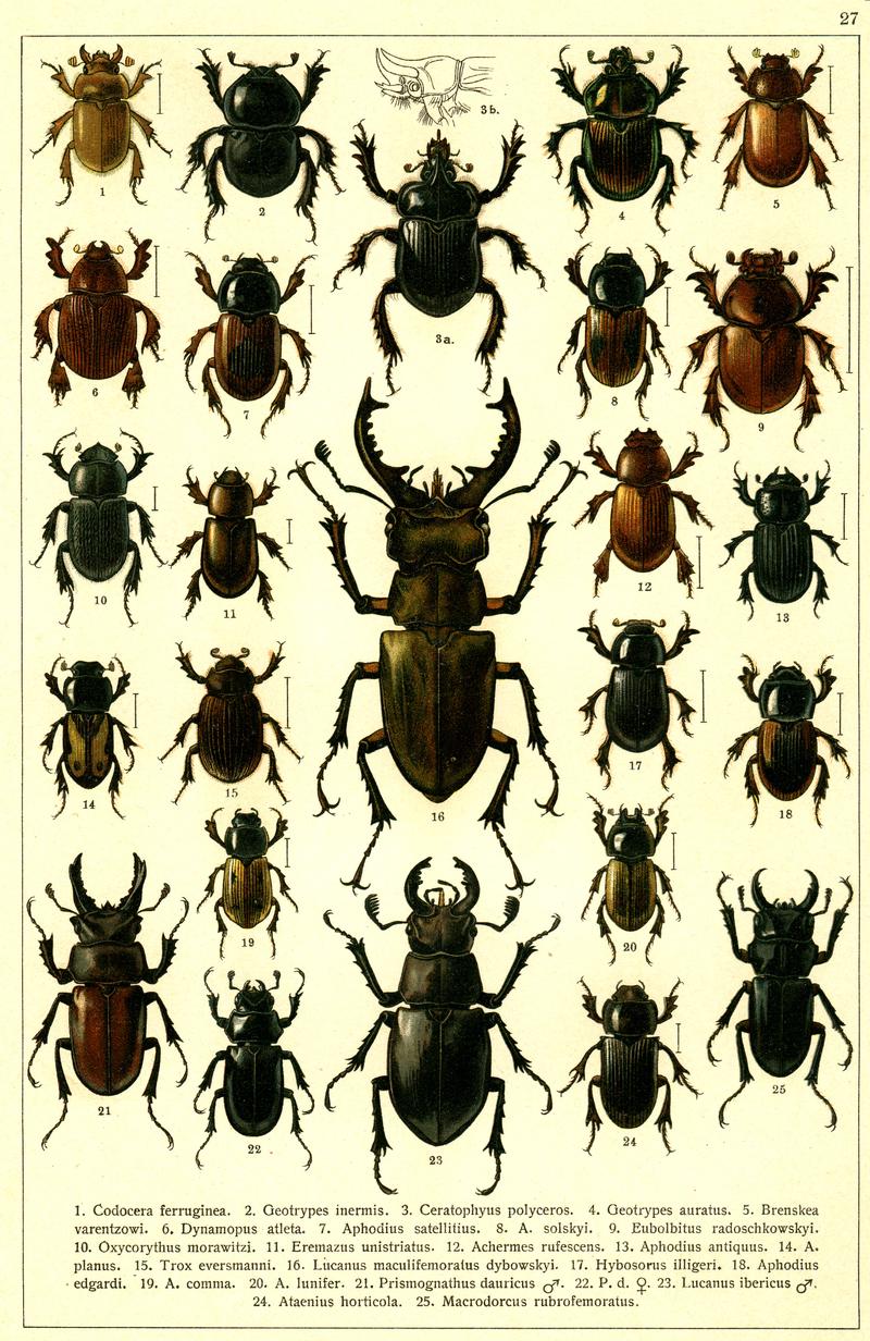 Georgiy Jacobson - Beetles Russia and Western Europe - plate 27