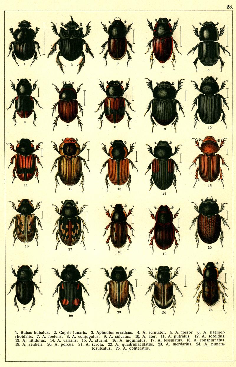 Georgiy Jacobson - Beetles Russia and Western Europe - plate 28