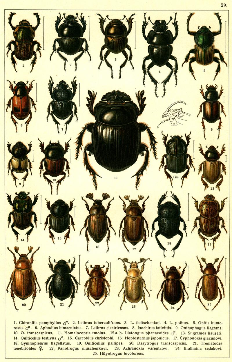 Georgiy Jacobson - Beetles Russia and Western Europe - plate 29