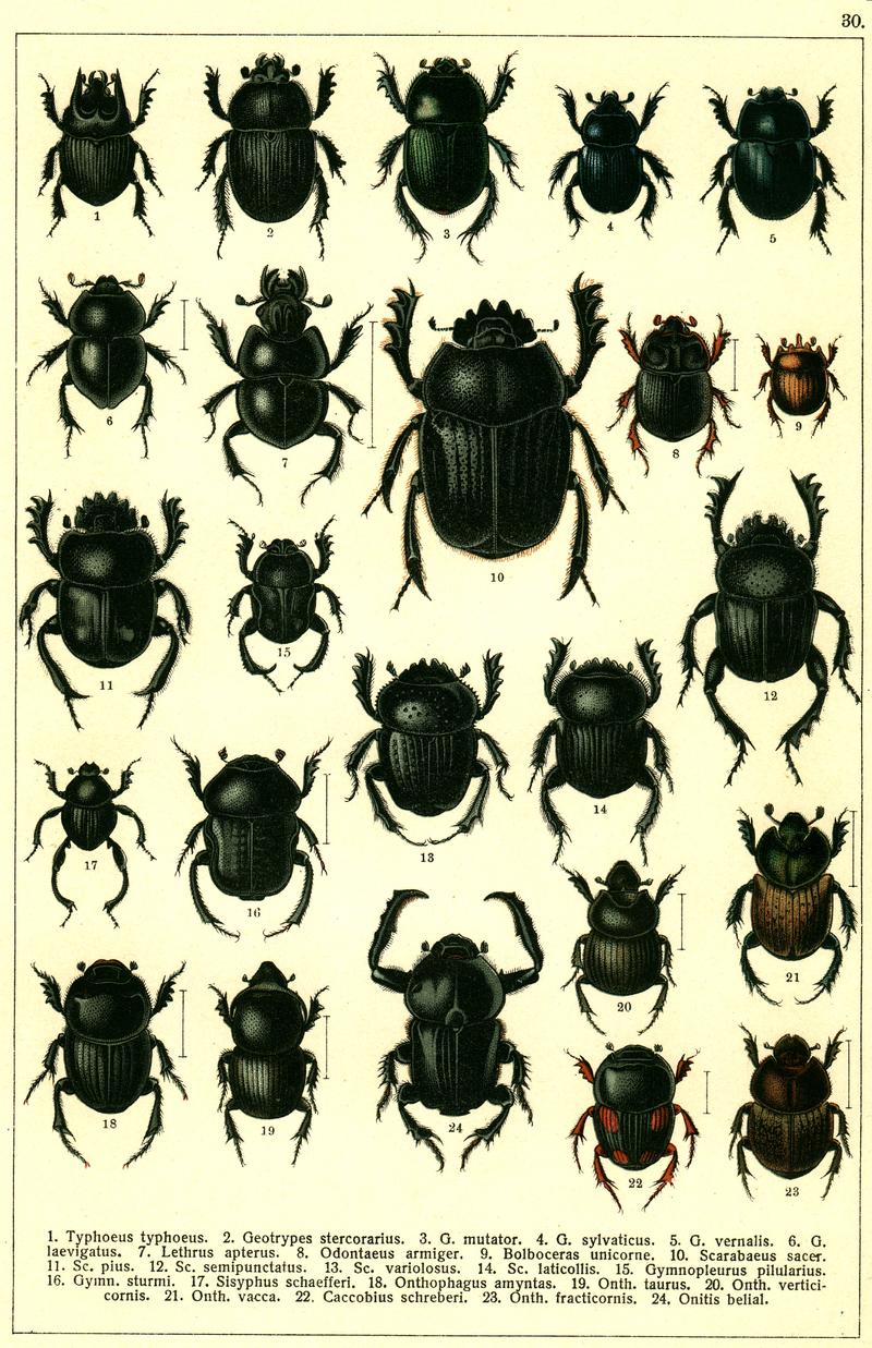 Georgiy Jacobson - Beetles Russia and Western Europe - plate 30