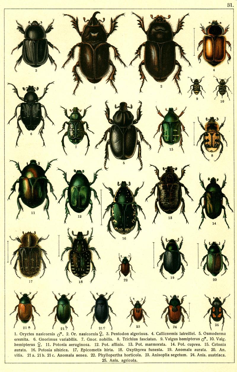 Georgiy Jacobson - Beetles Russia and Western Europe - plate 31