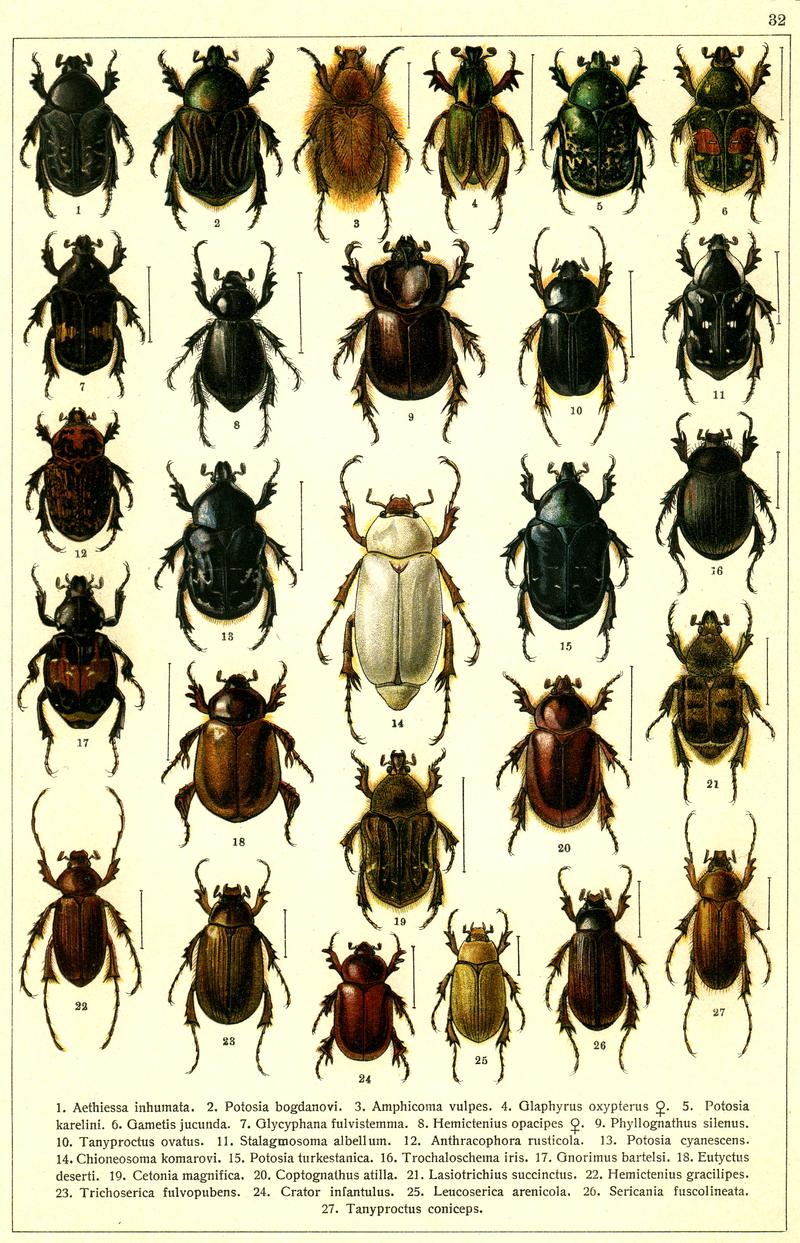 Georgiy Jacobson - Beetles Russia and Western Europe - plate 32