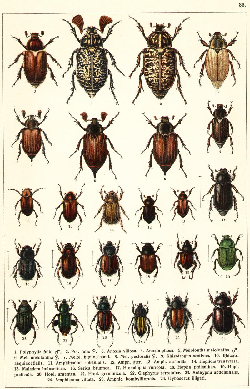Georgiy Jacobson - Beetles Russia and Western Europe - plate 33