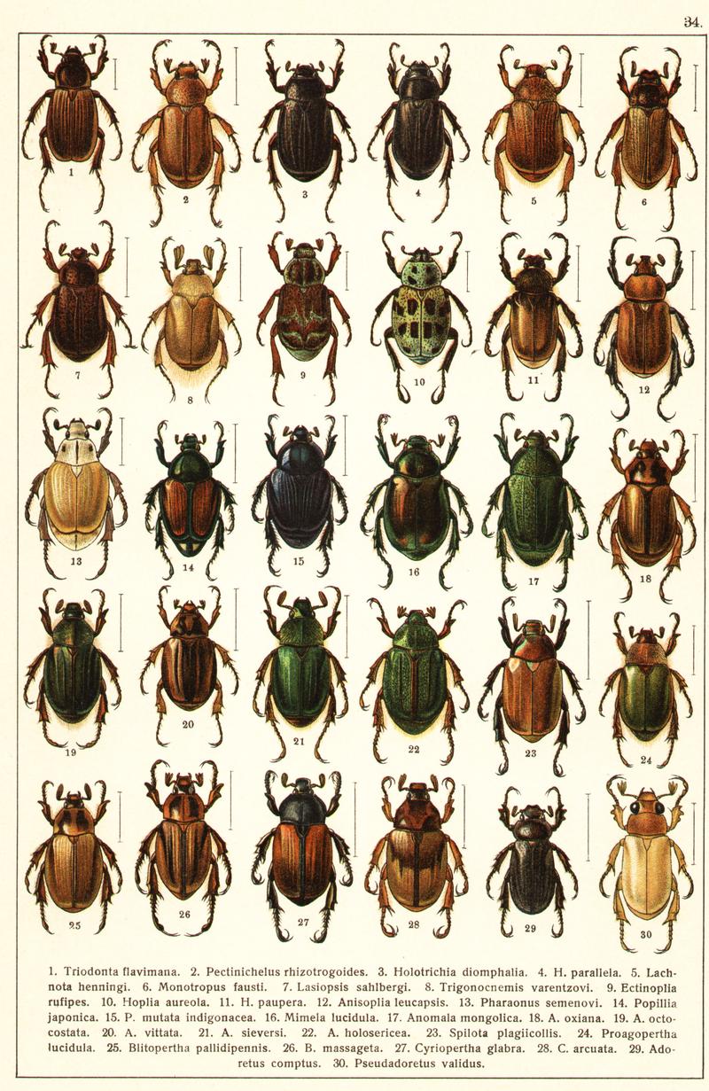Georgiy Jacobson - Beetles Russia and Western Europe - plate 34