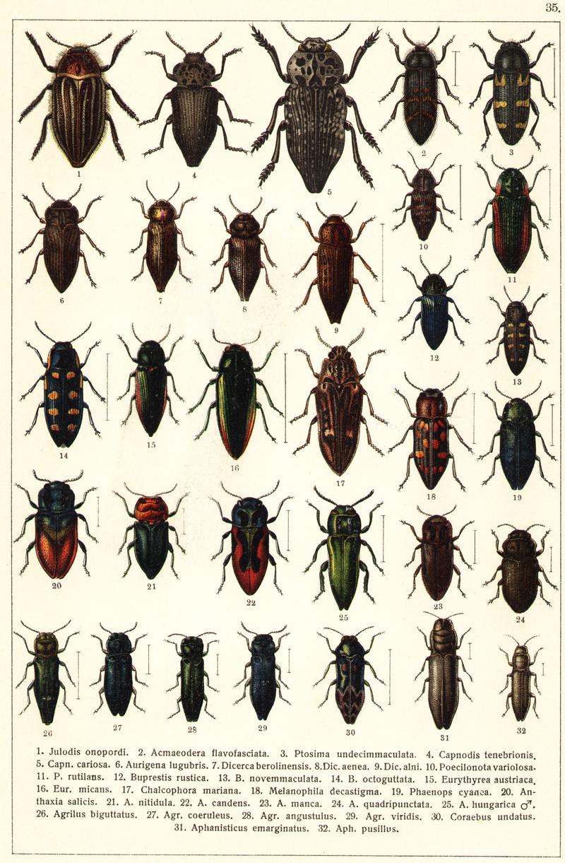 Georgiy Jacobson - Beetles Russia and Western Europe - plate 35