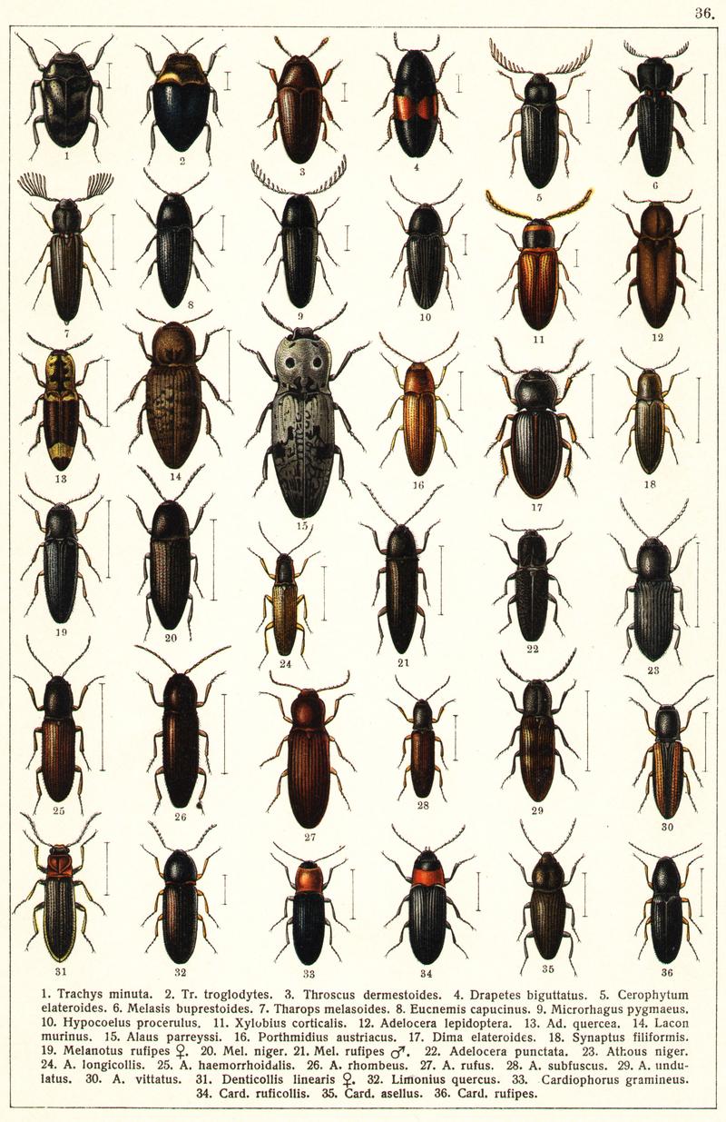Georgiy Jacobson - Beetles Russia and Western Europe - plate 36