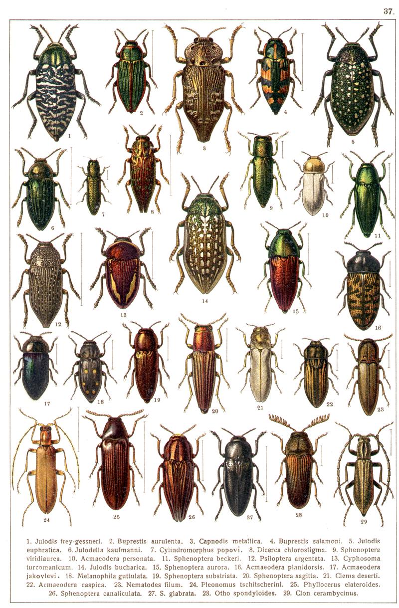 Georgiy Jacobson - Beetles Russia and Western Europe - plate 37