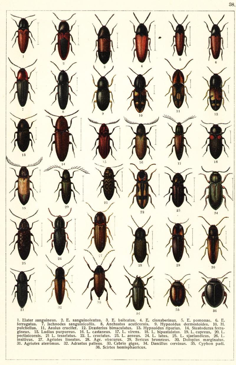Georgiy Jacobson - Beetles Russia and Western Europe - plate 38