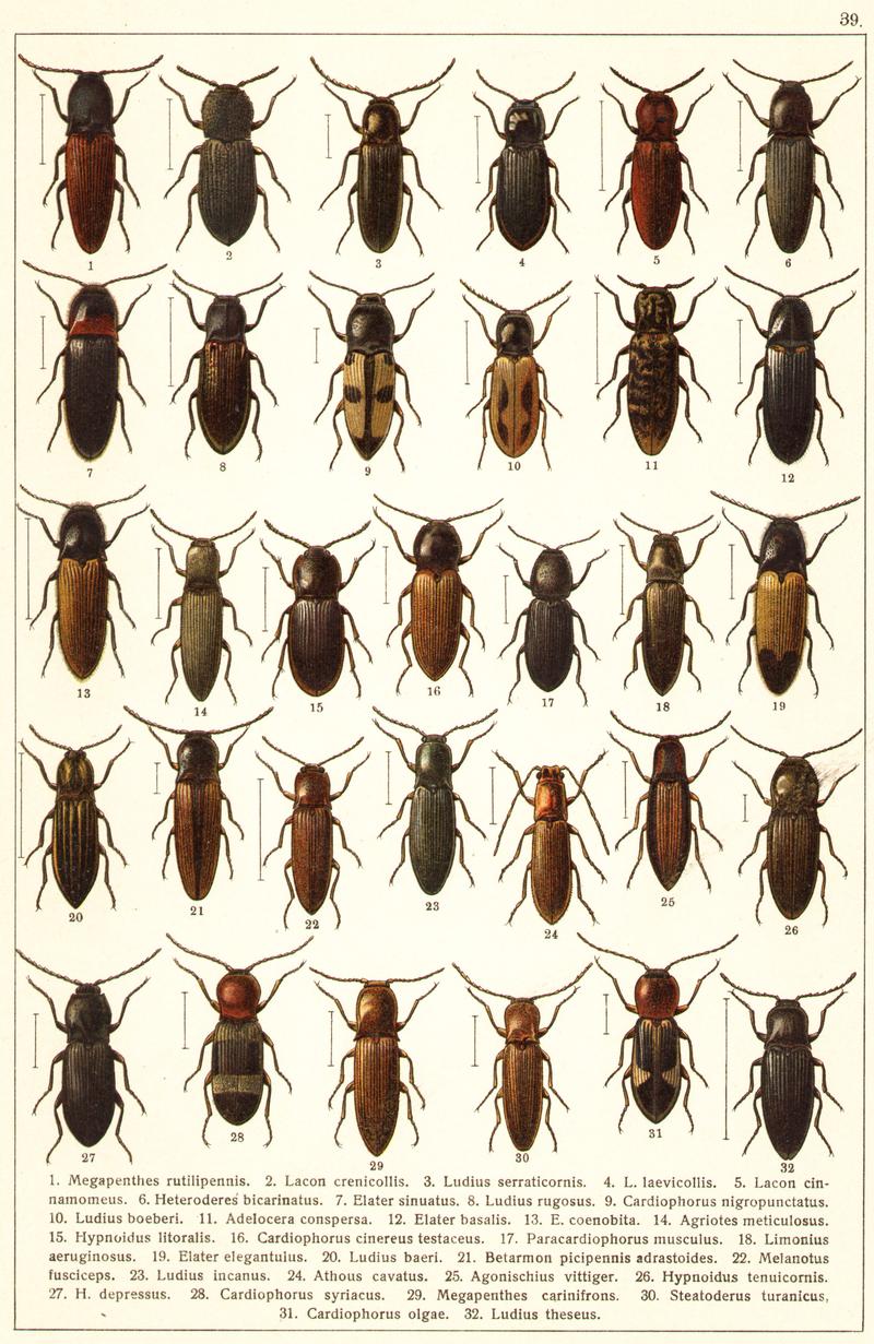 Georgiy Jacobson - Beetles Russia and Western Europe - plate 39