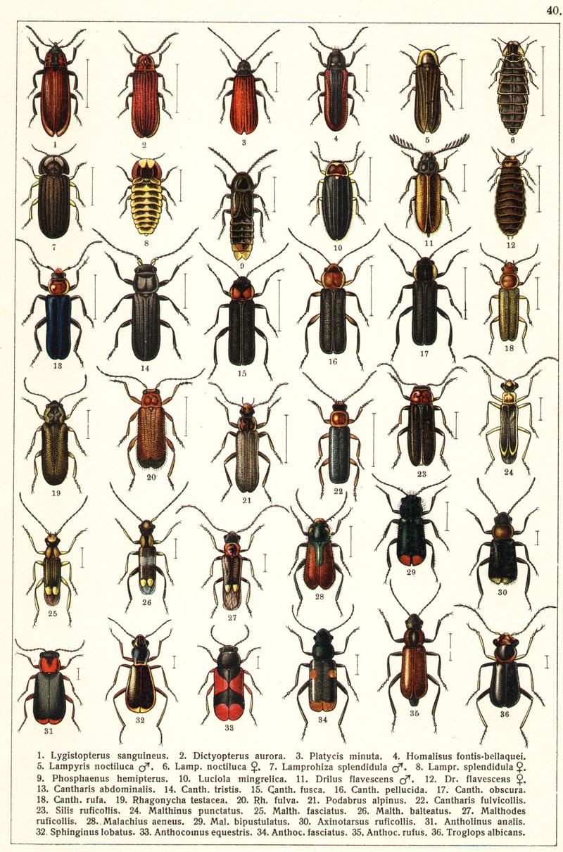 Georgiy Jacobson - Beetles Russia and Western Europe - plate 40