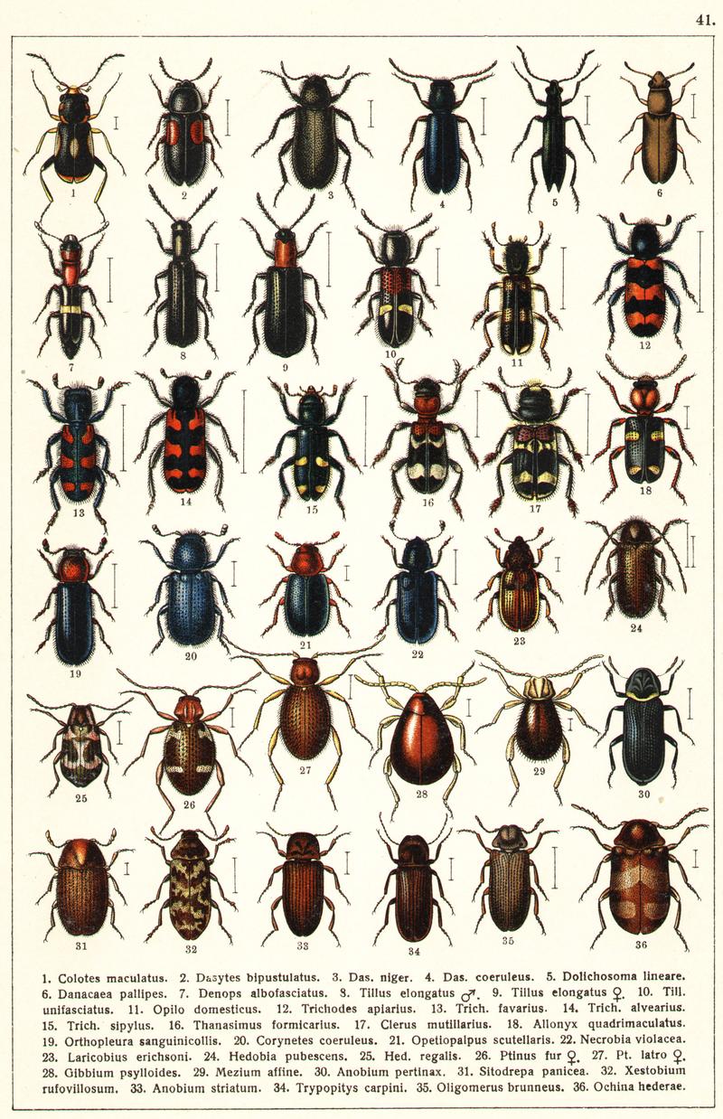 Georgiy Jacobson - Beetles Russia and Western Europe - plate 41