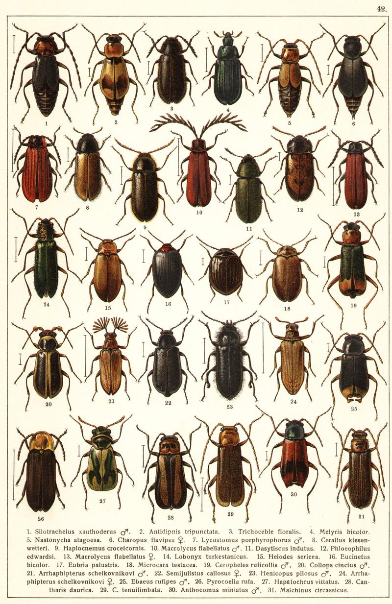 Georgiy Jacobson - Beetles Russia and Western Europe - plate 42