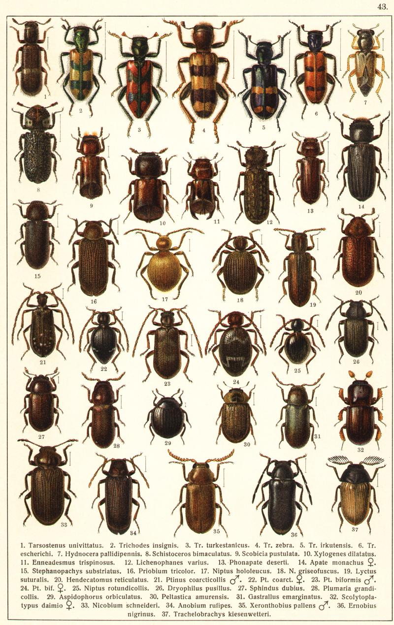 Georgiy Jacobson - Beetles Russia and Western Europe - plate 43