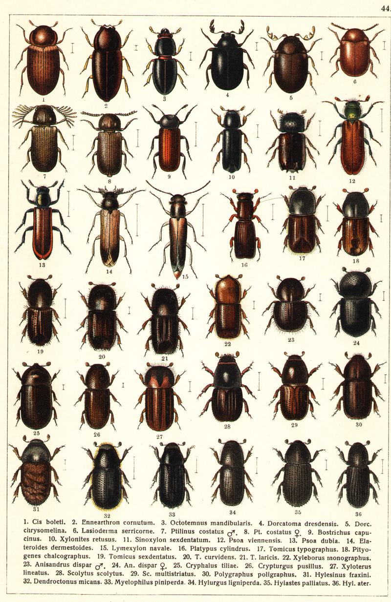 Georgiy Jacobson - Beetles Russia and Western Europe - plate 44