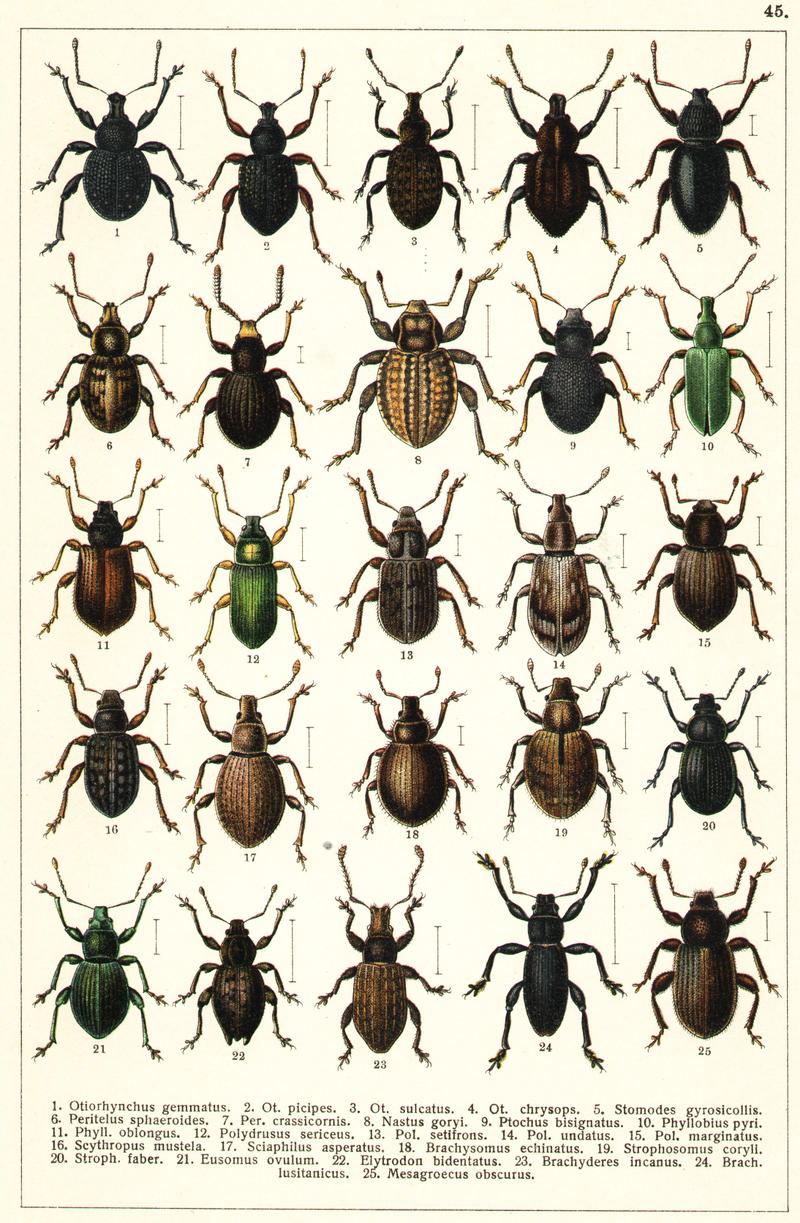 Georgiy Jacobson - Beetles Russia and Western Europe - plate 45
