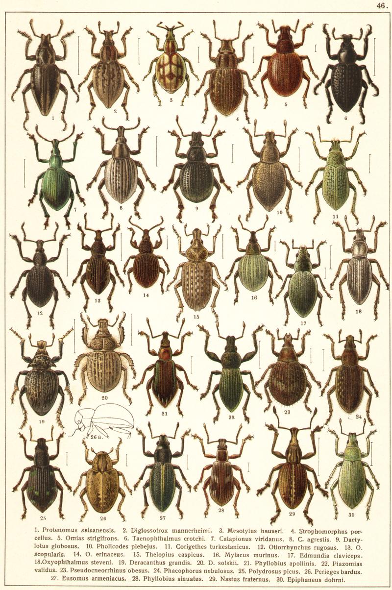Georgiy Jacobson - Beetles Russia and Western Europe - plate 46