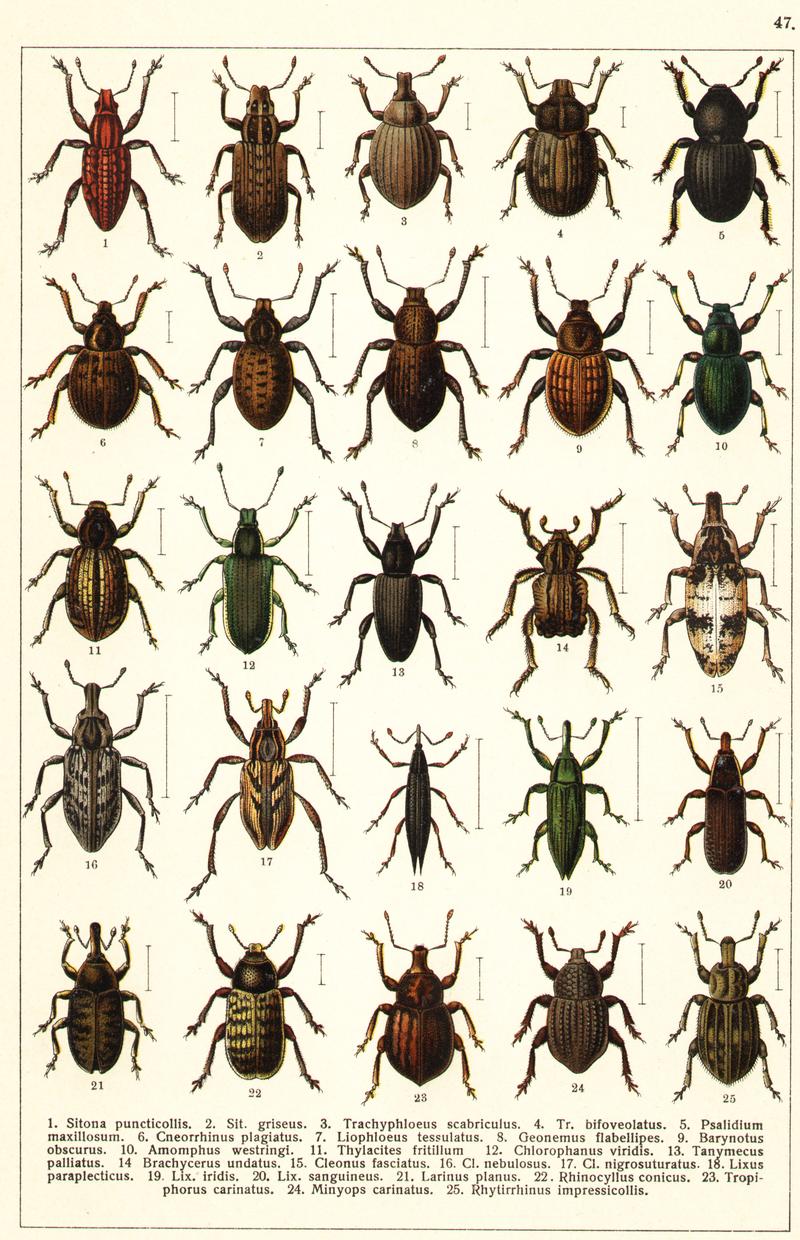 Georgiy Jacobson - Beetles Russia and Western Europe - plate 47
