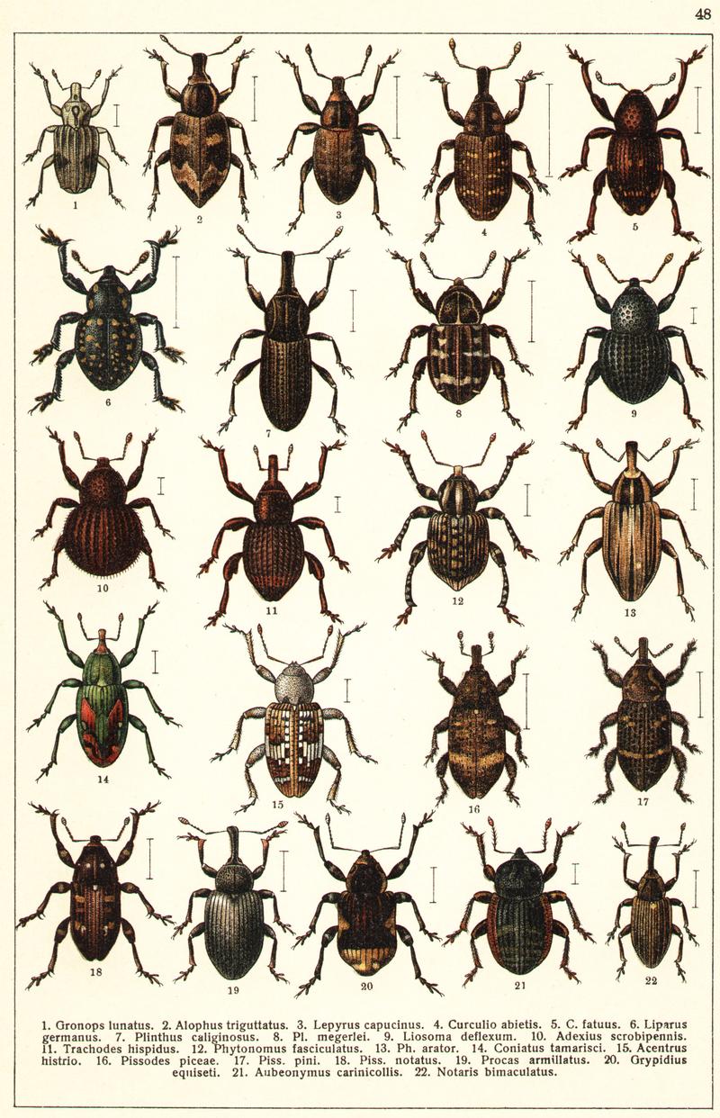 Georgiy Jacobson - Beetles Russia and Western Europe - plate 48