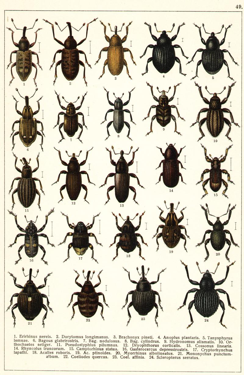 Georgiy Jacobson - Beetles Russia and Western Europe - plate 49