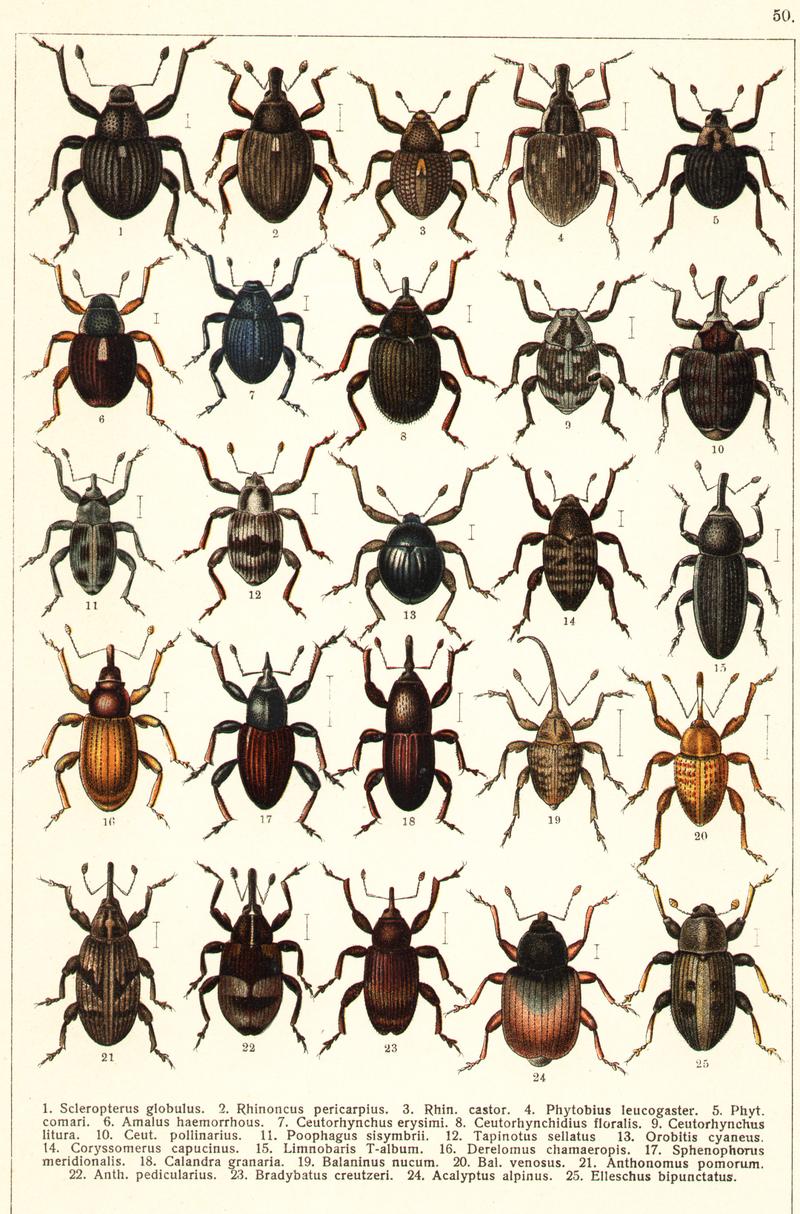 Georgiy Jacobson - Beetles Russia and Western Europe - plate 50