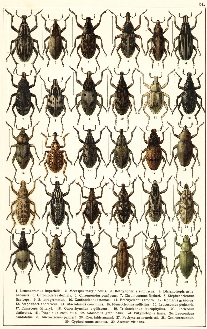 Georgiy Jacobson - Beetles Russia and Western Europe - plate 51