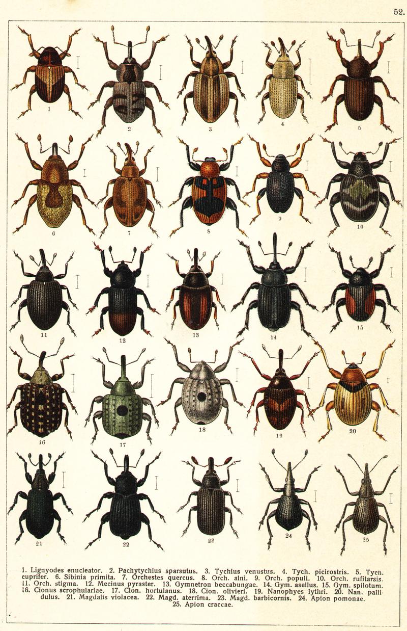 Georgiy Jacobson - Beetles Russia and Western Europe - plate 52