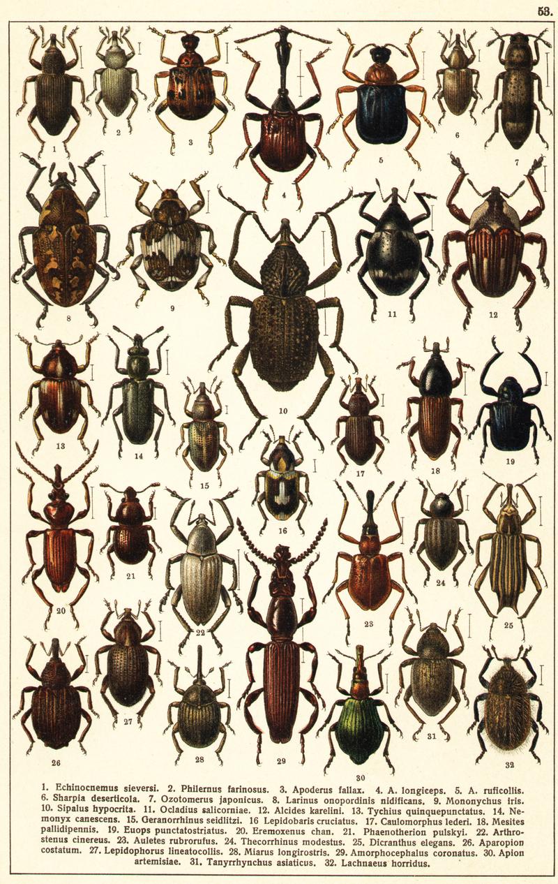 Georgiy Jacobson - Beetles Russia and Western Europe - plate 53