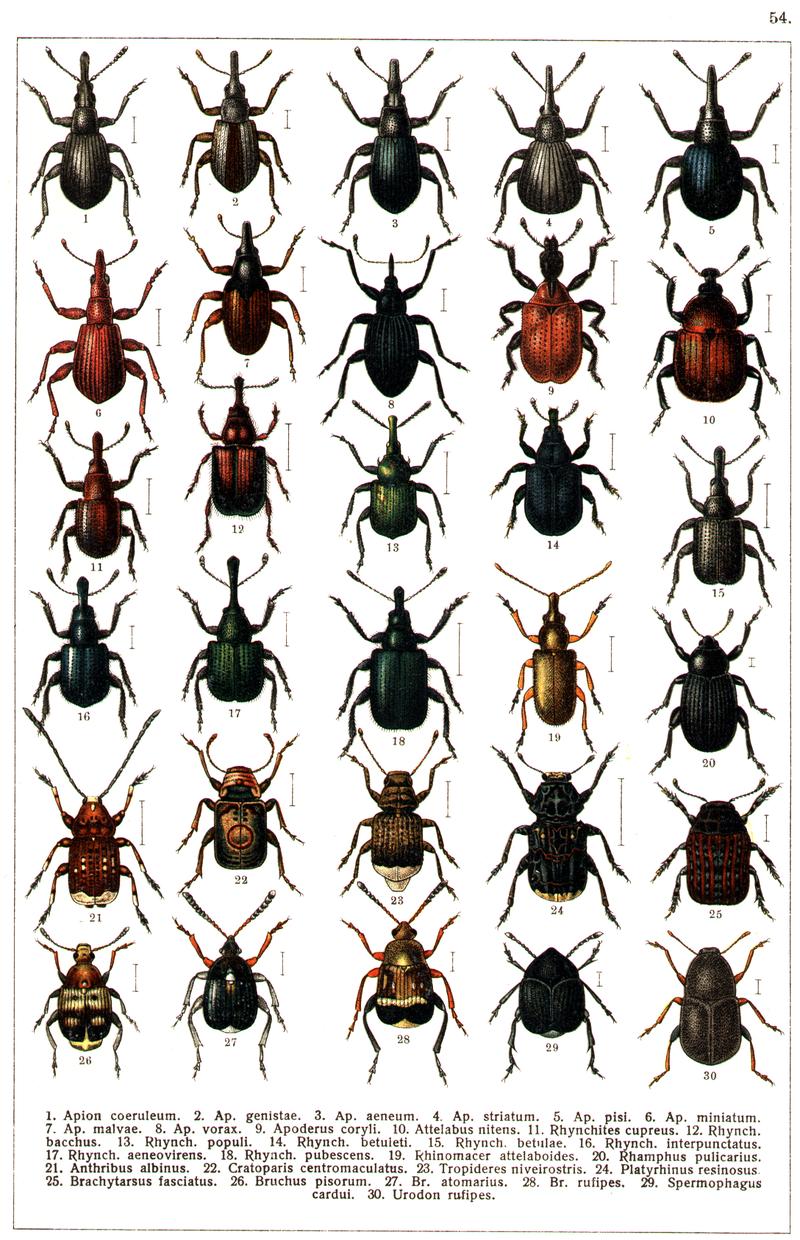 Georgiy Jacobson - Beetles Russia and Western Europe - plate 54