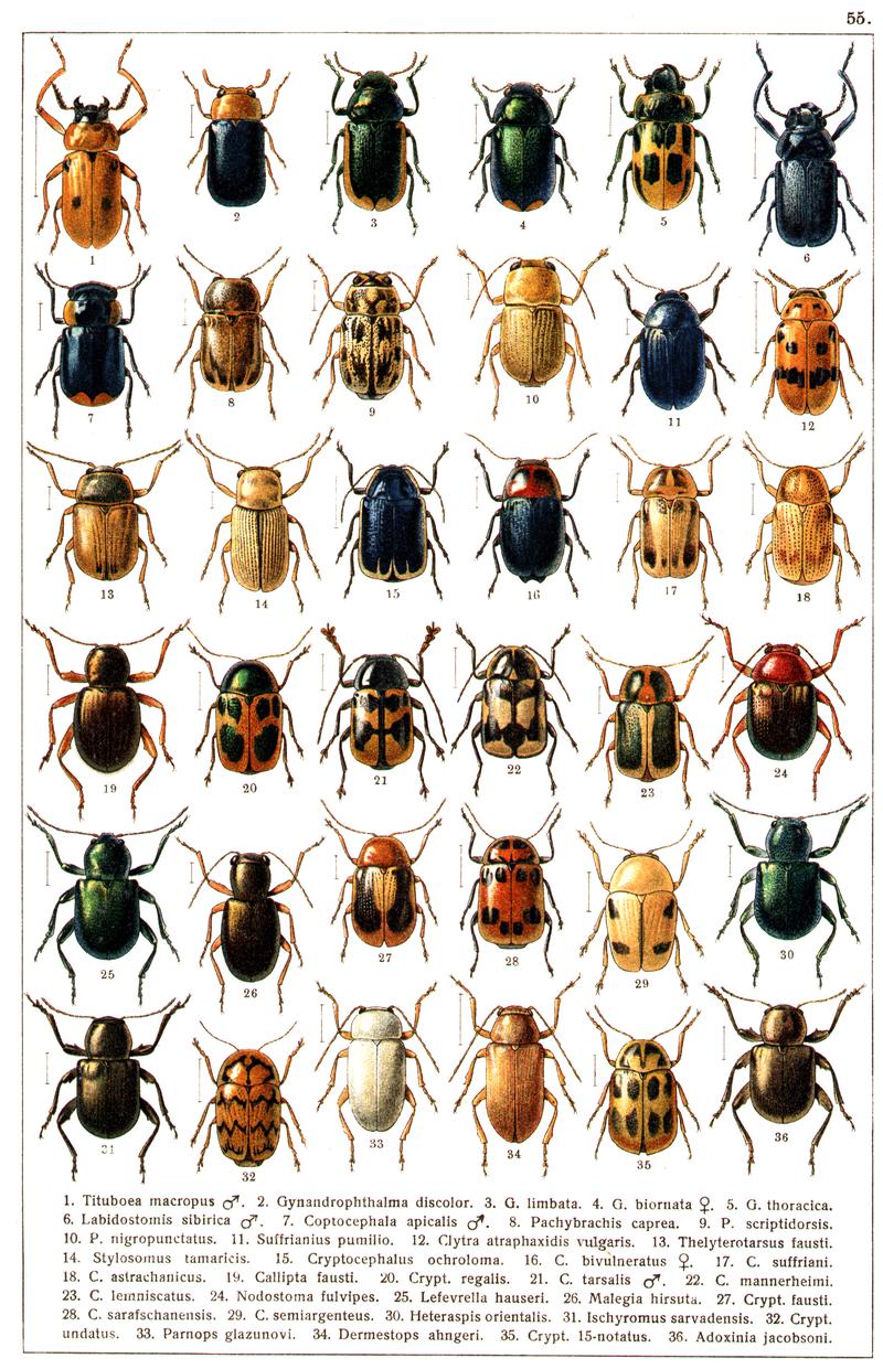 Georgiy Jacobson - Beetles Russia and Western Europe - plate 55