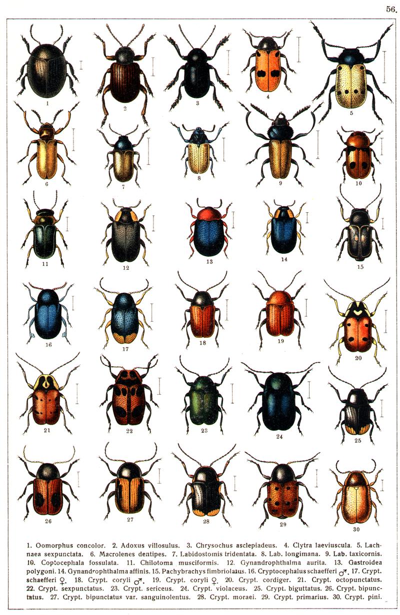 Georgiy Jacobson - Beetles Russia and Western Europe - plate 56