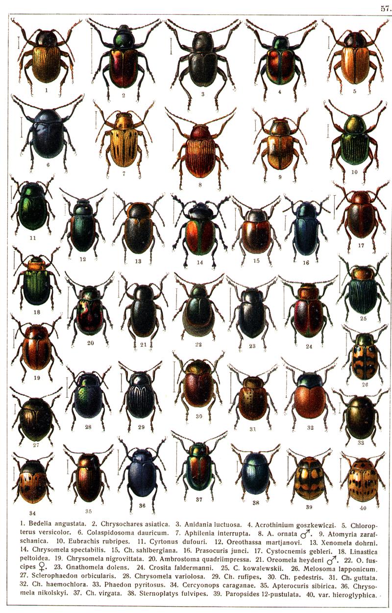Georgiy Jacobson - Beetles Russia and Western Europe - plate 57