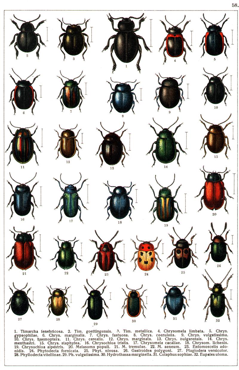Georgiy Jacobson - Beetles Russia and Western Europe - plate 58