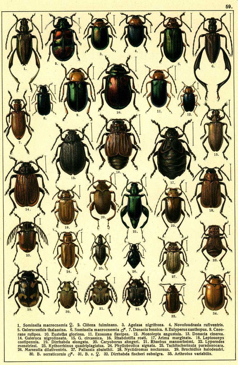 Georgiy Jacobson - Beetles Russia and Western Europe - plate 59