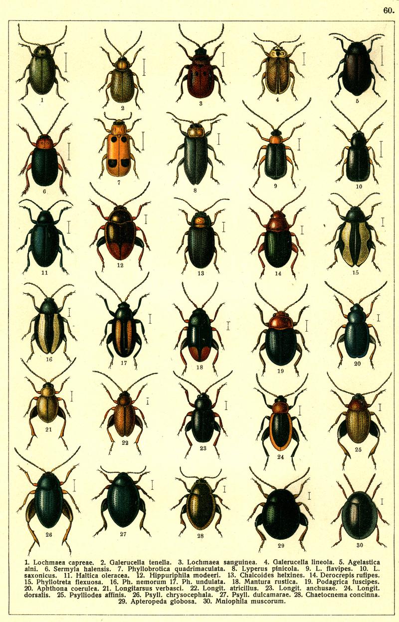Georgiy Jacobson - Beetles Russia and Western Europe - plate 60