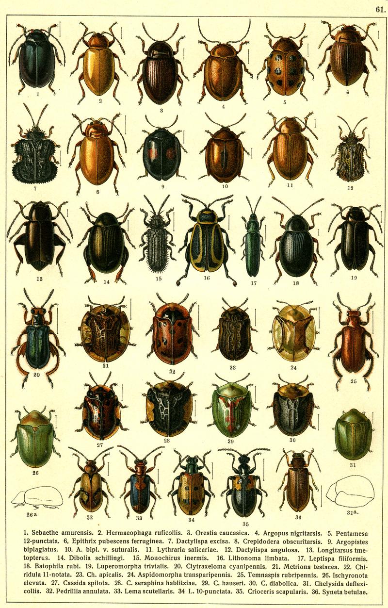 Georgiy Jacobson - Beetles Russia and Western Europe - plate 61