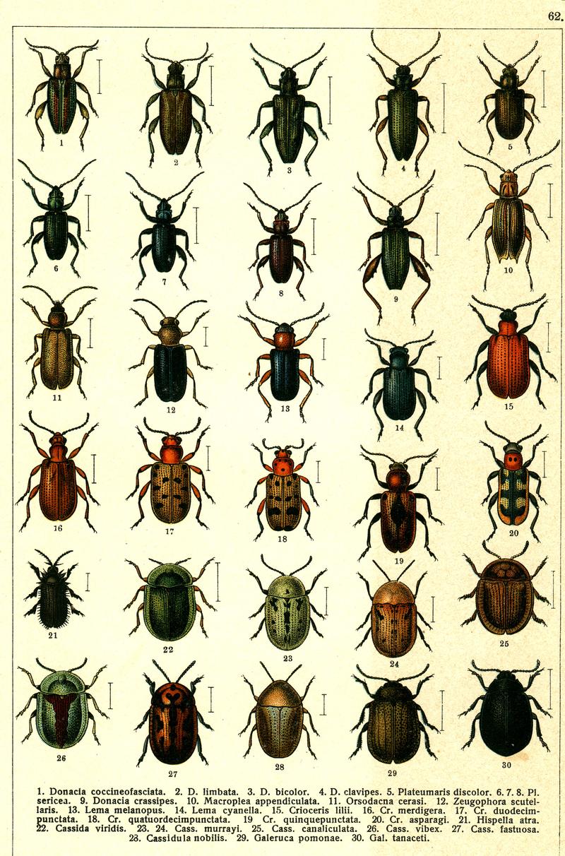 Georgiy Jacobson - Beetles Russia and Western Europe - plate 62