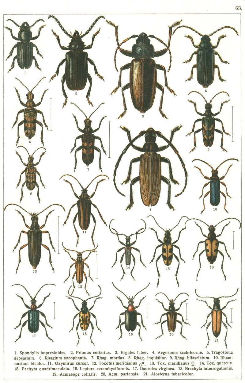 Georgiy Jacobson - Beetles Russia and Western Europe - plate 63