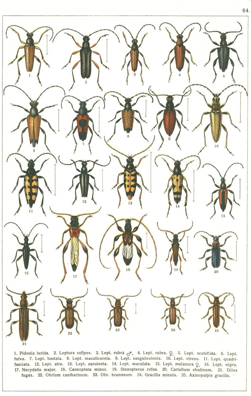 Georgiy Jacobson - Beetles Russia and Western Europe - plate 64