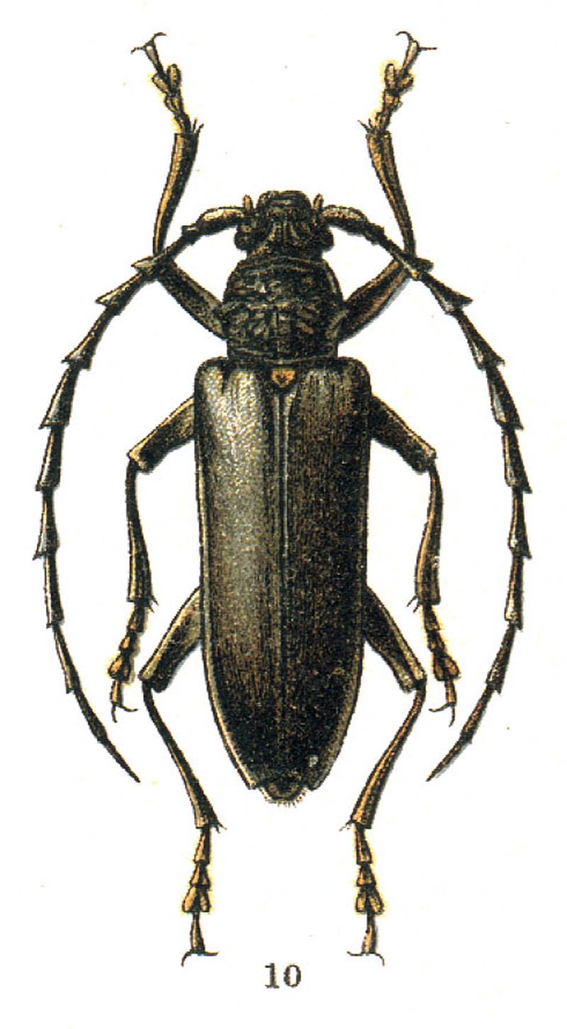 Georgiy Jacobson - Beetles Russia and Western Europe - plate 65.-10. Plocederus scapularis